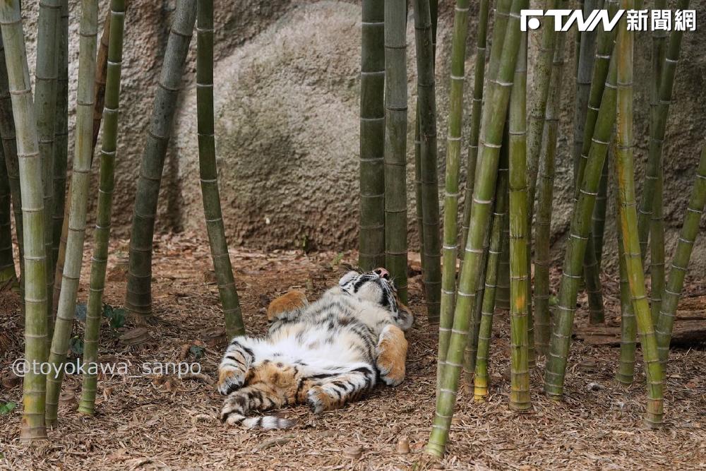 動物園虎寶睡成「飽昏虎斑貓」！四腳朝天肚肚0遮擋　網笑：超欠摸