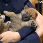 警犬「Q寶」愛撒嬌　一值勤秒變臉緊盯犯人
