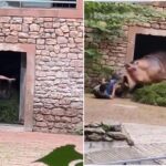 【震撼片】不講武德!兩隻河馬打架 保育員勸架反被當「共同敵人」慘烈攻擊