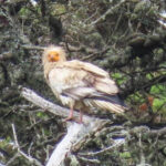 睽違150年！神鳥「埃及禿鷹」現身英國　專家：讓我滿足一整天