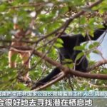 国家林草局：首批五个国家公园保护质量数量双提升